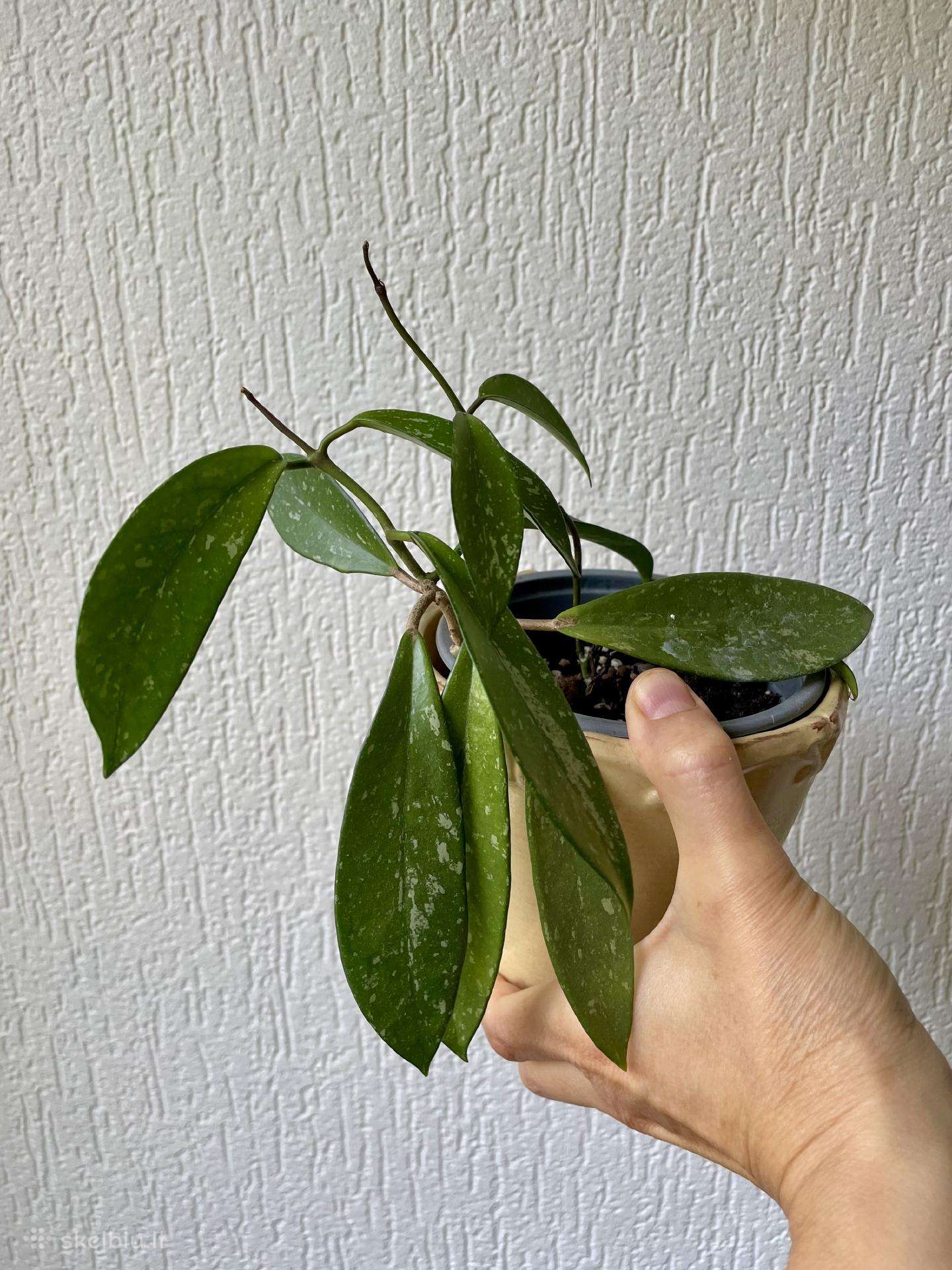 Hoya Publicalix