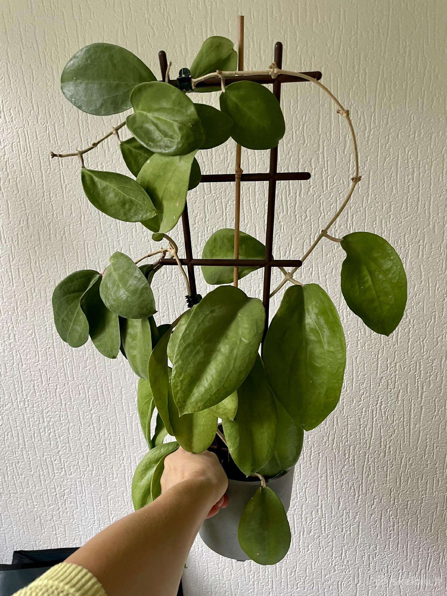 Hoya Surigoaensis