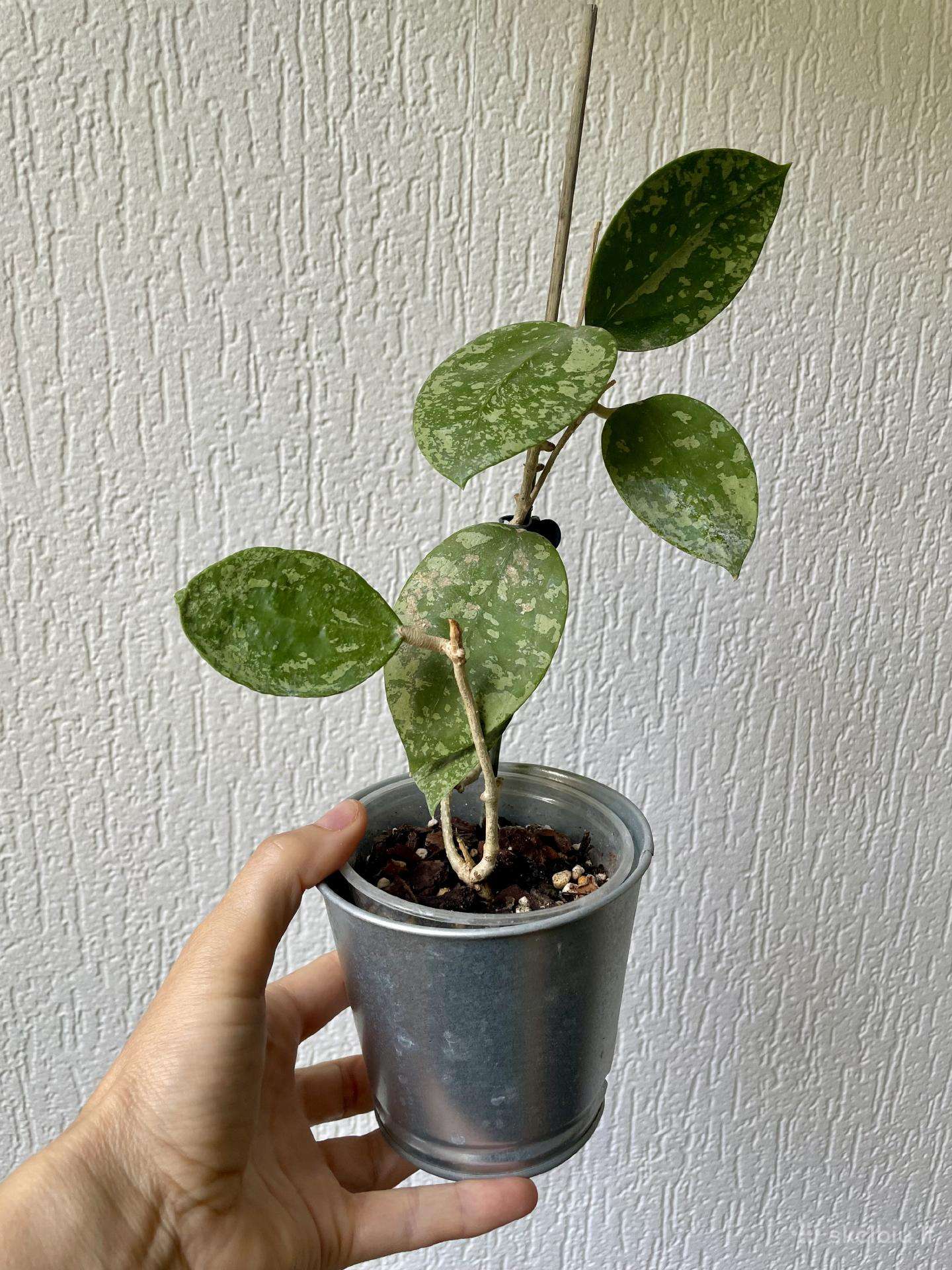 Hoya Acuta Epc-997