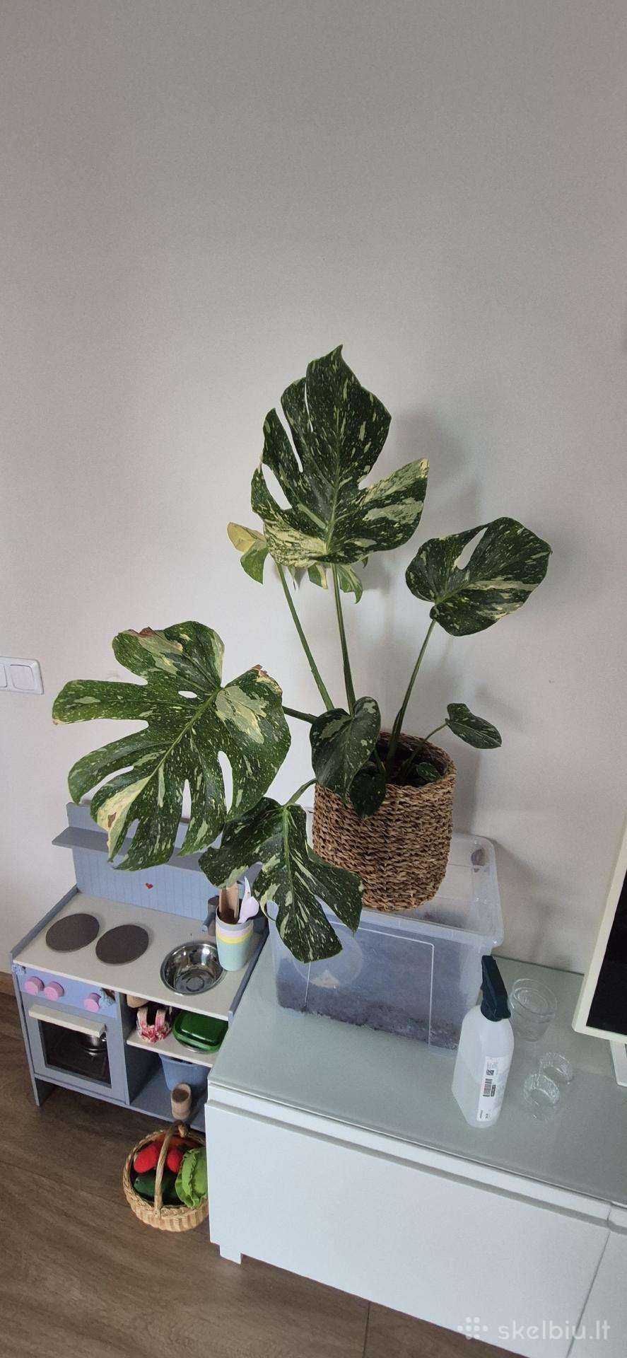 Monsteros, Philodendron, lyrata, epipremnum.