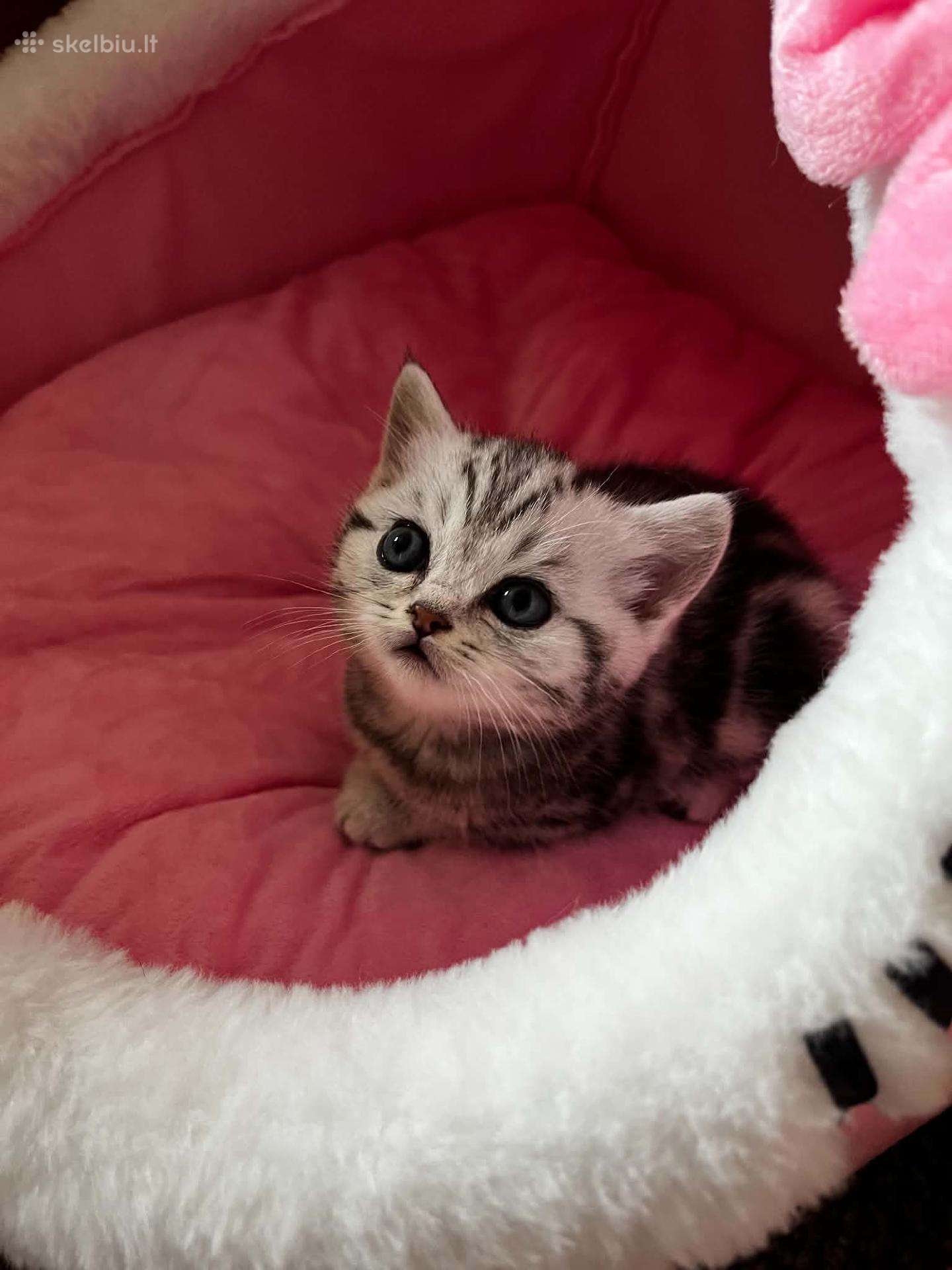 Britų trumpaplaukiai kačiukai – Brown Tabby ir Sil