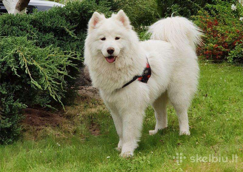 Pirksiu samojeda