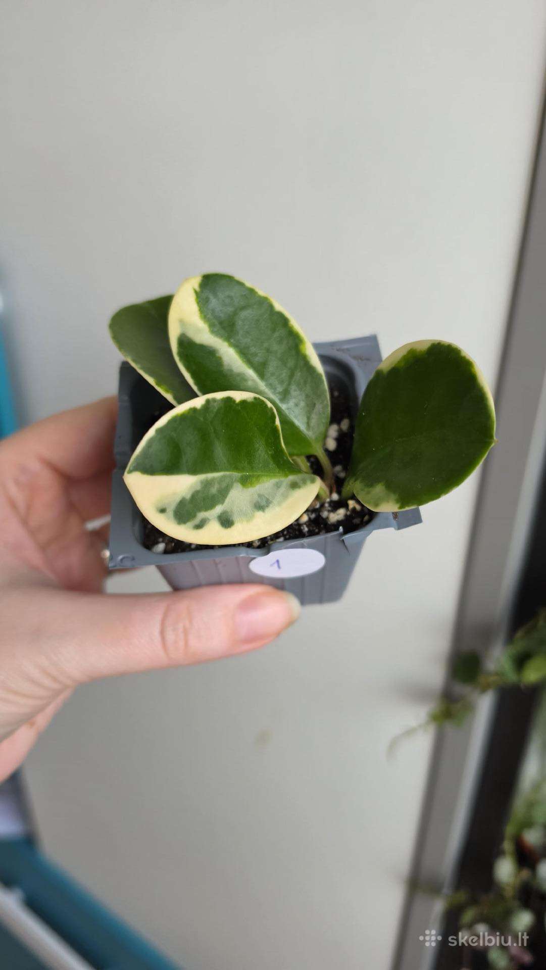 Hoya australis albomarginata