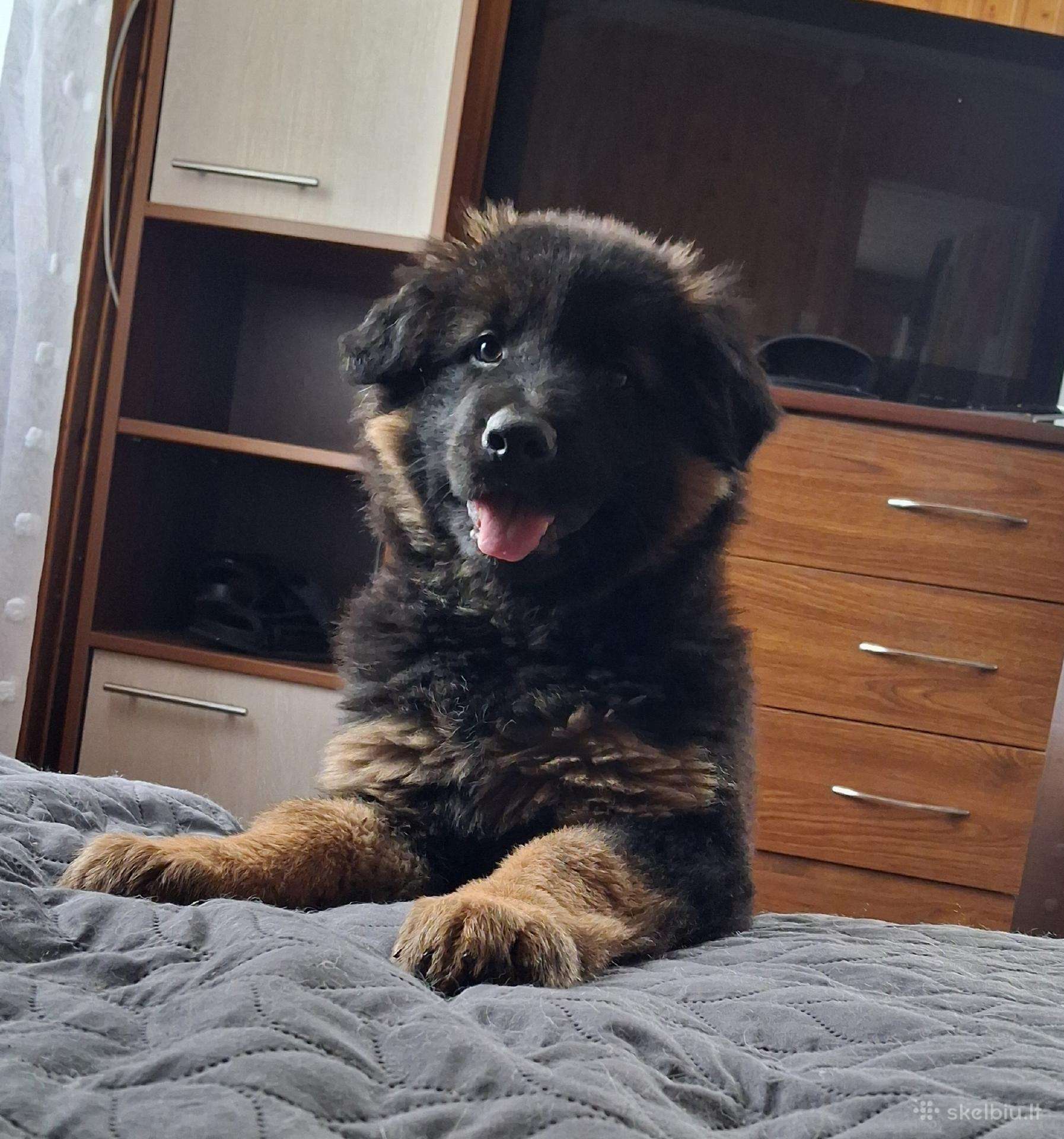 Miela ,draugišja 2.5 mėn kalytė