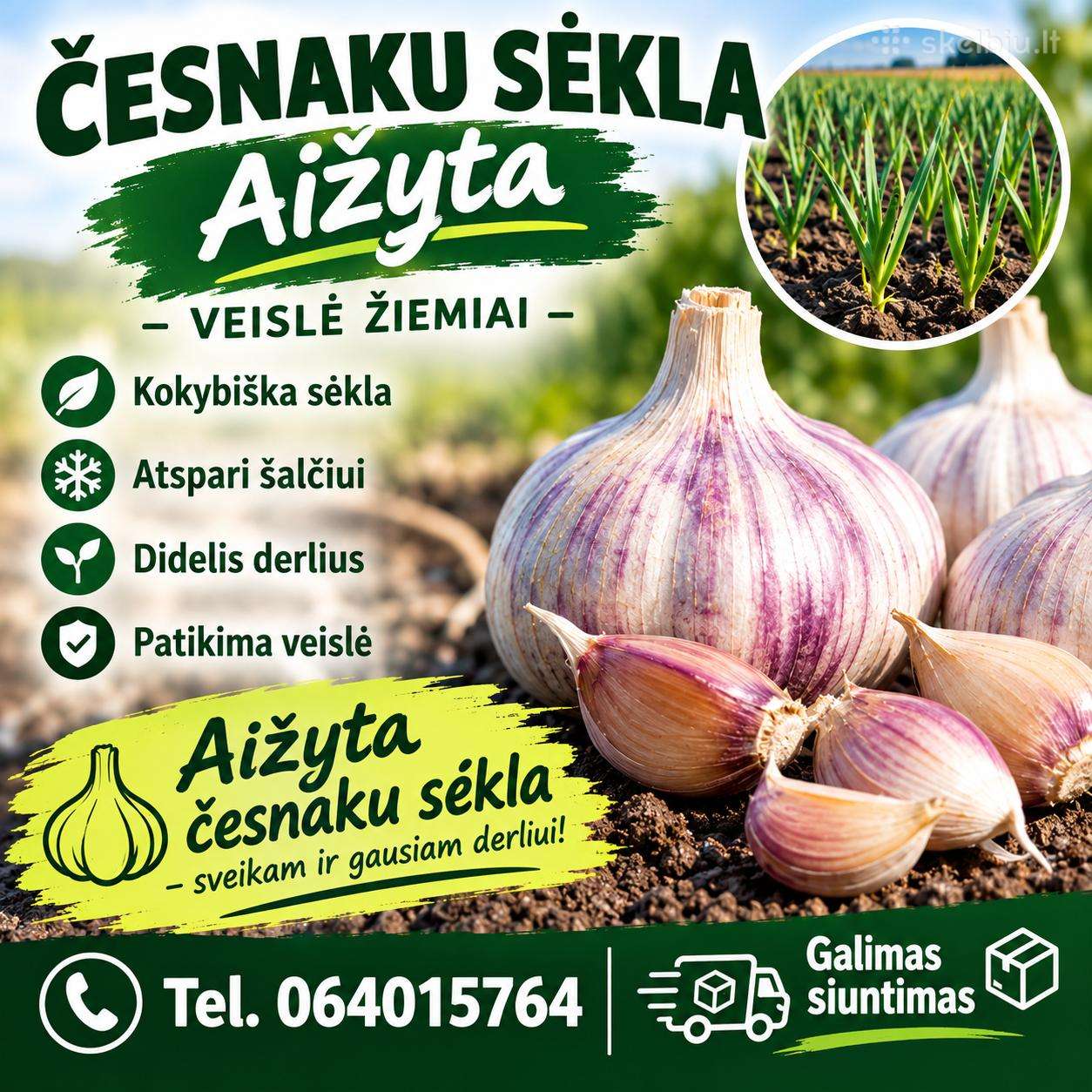 Česnaku sekla