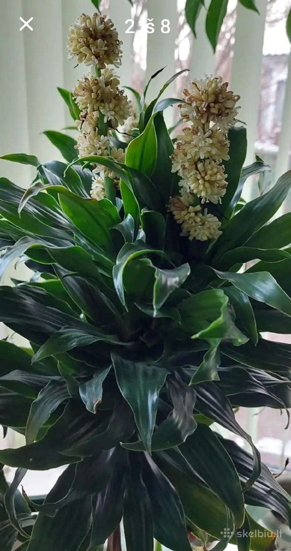 Dracena