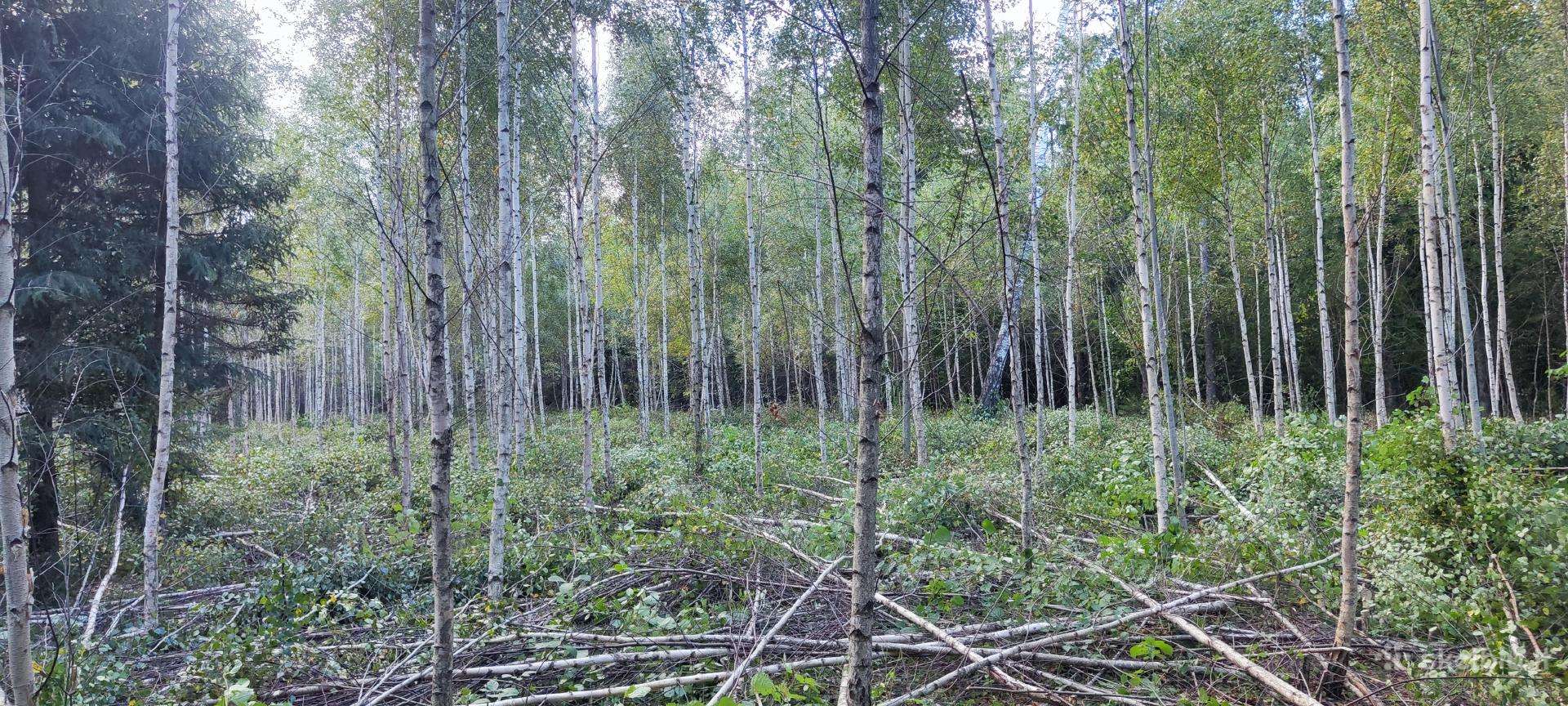 Jaunuolynų ugdymas, medelių sodinimas, repelentai