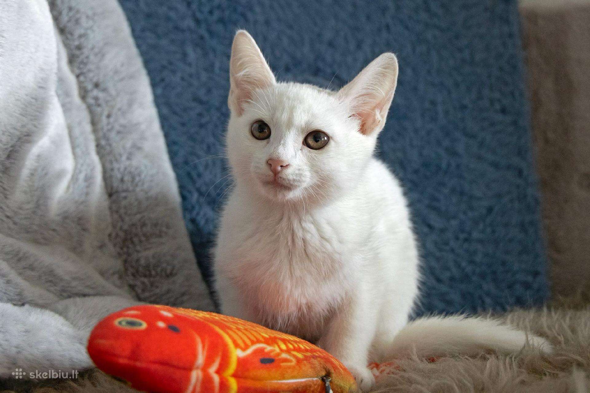 Maža katytė Zuzi ieško namų
