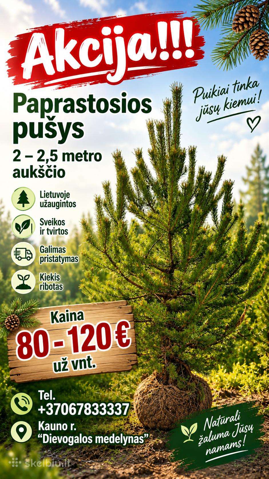 Akcija paprastosios pušys 2 -2,5 metro aukšio