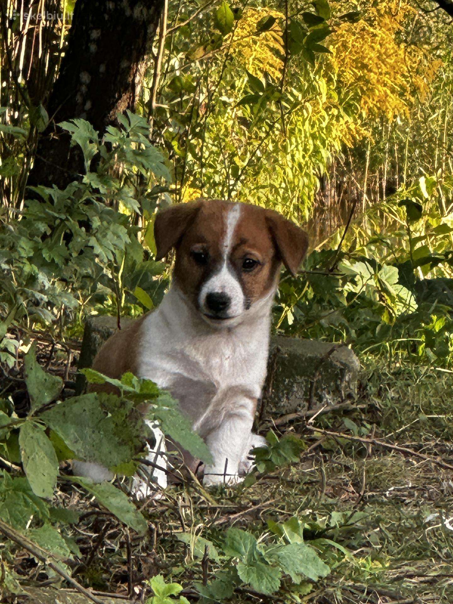 Dovanoju šuniukus