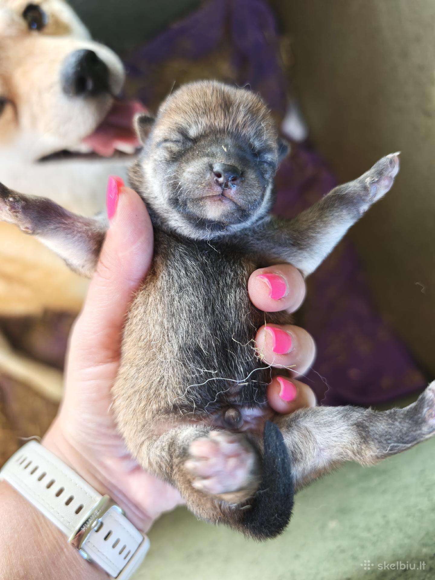 Parduodu Shiba Inu (mergaitė rezervuota)