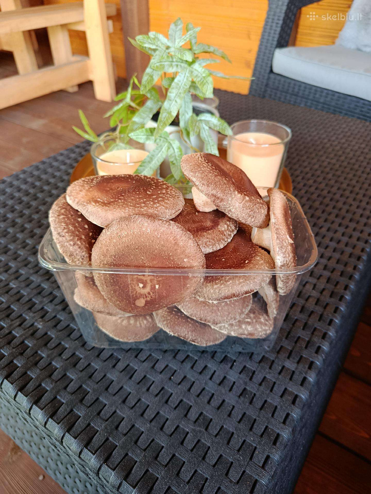Shiitake grybai