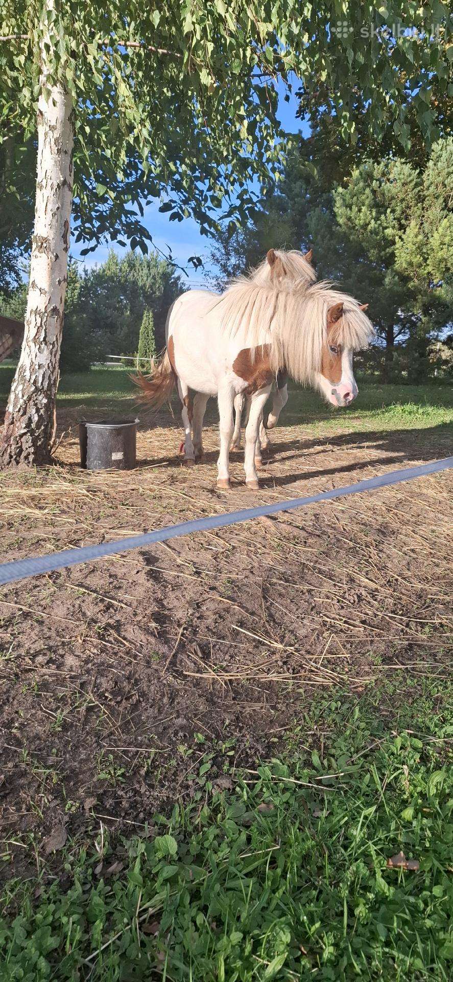 Kumelaitė poni