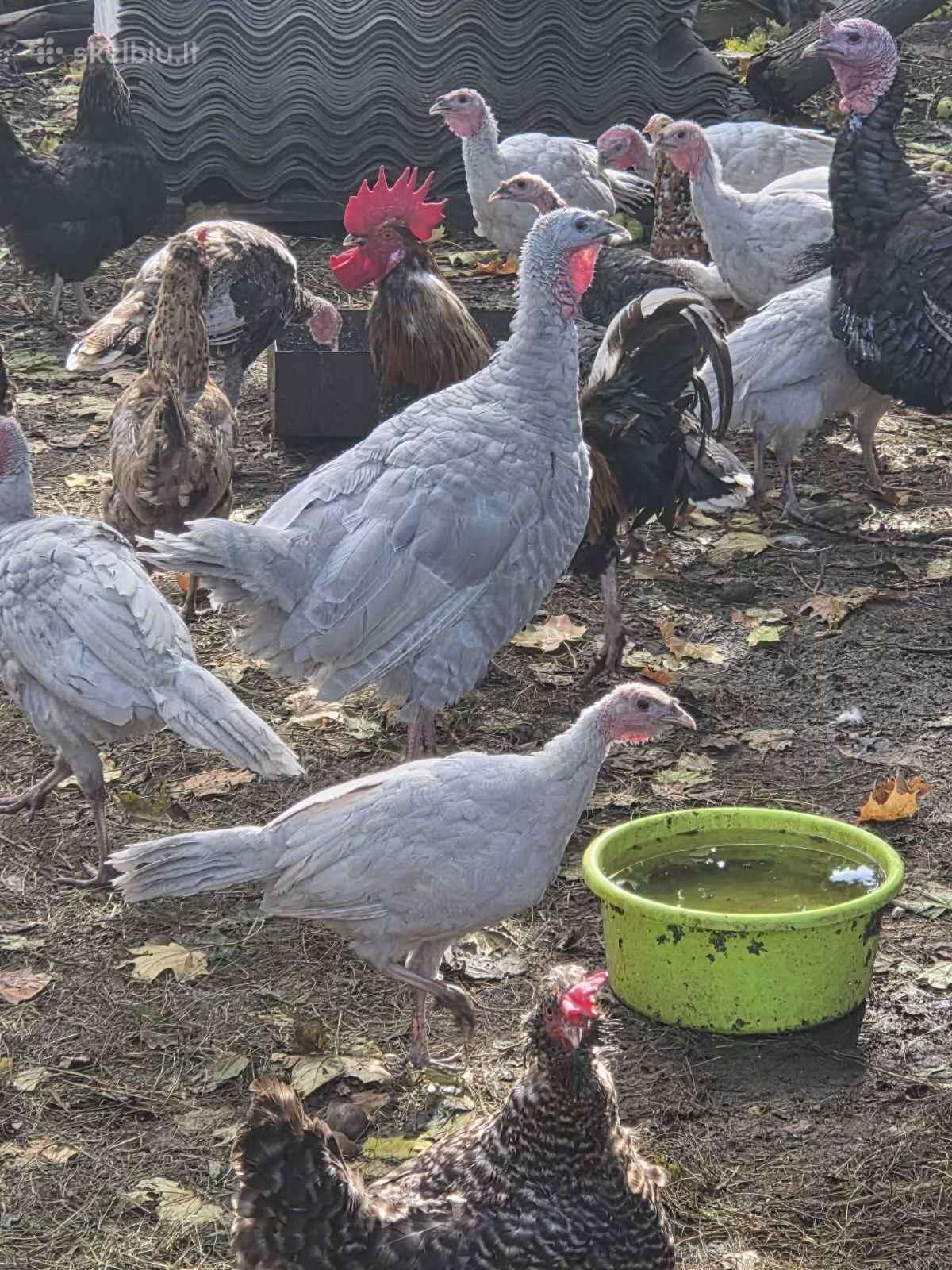 Gaidžiai ir kalakutai nuo 5 iki 25 eur