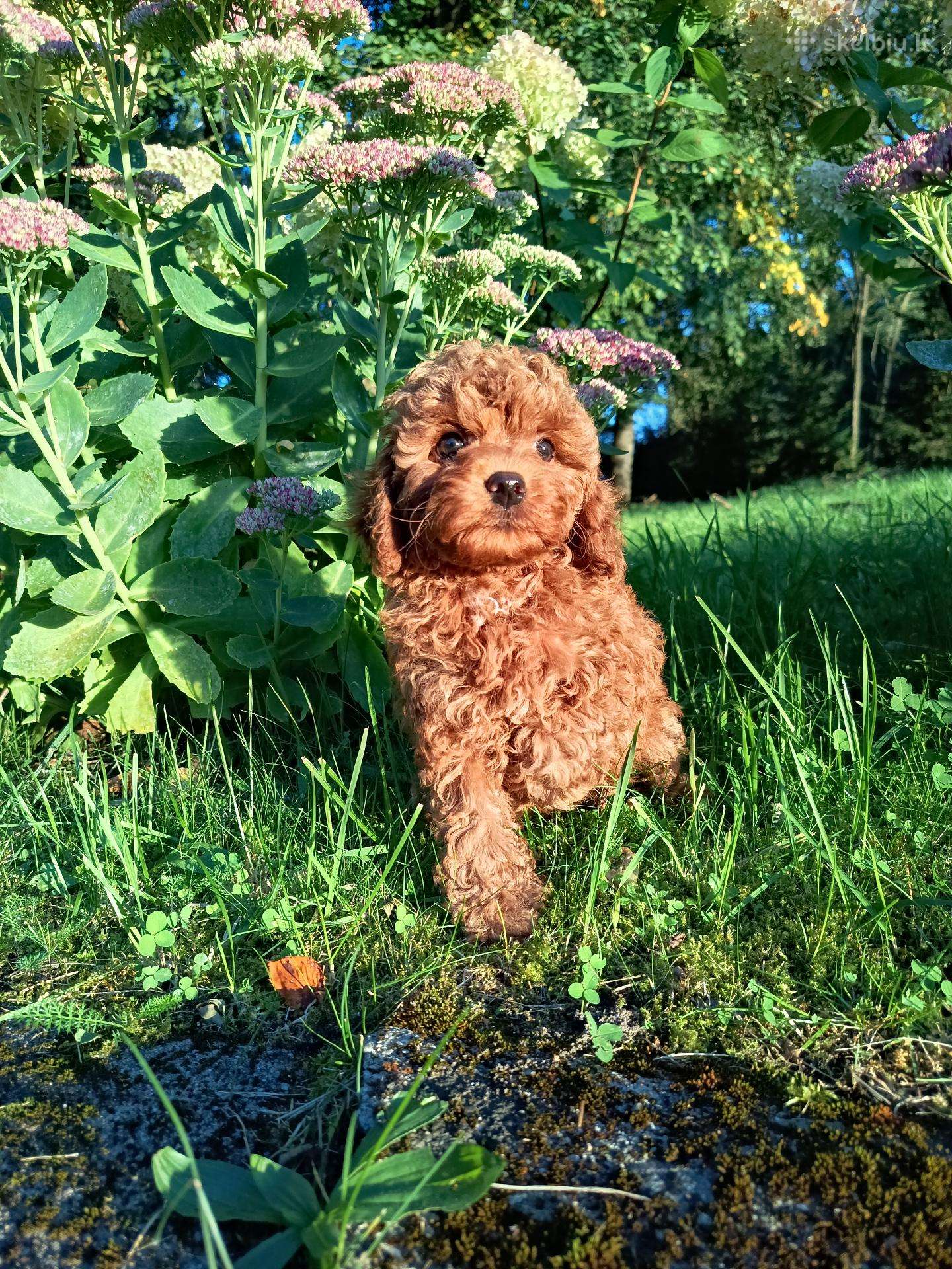Cavapoo