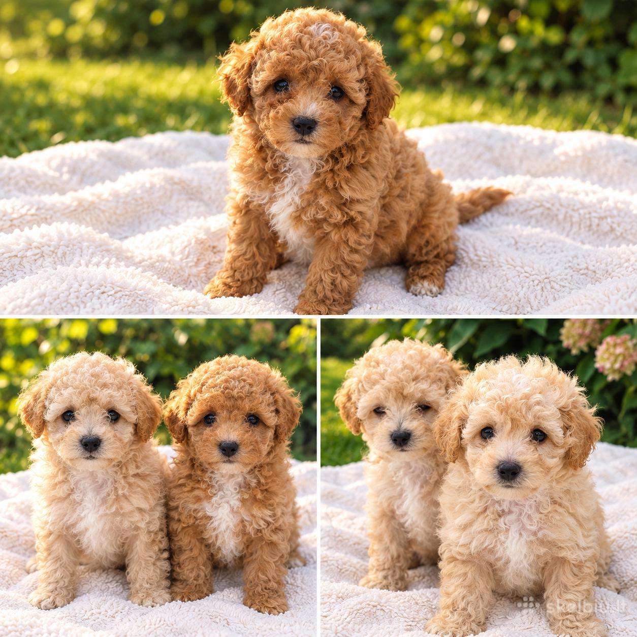 Maltipoo