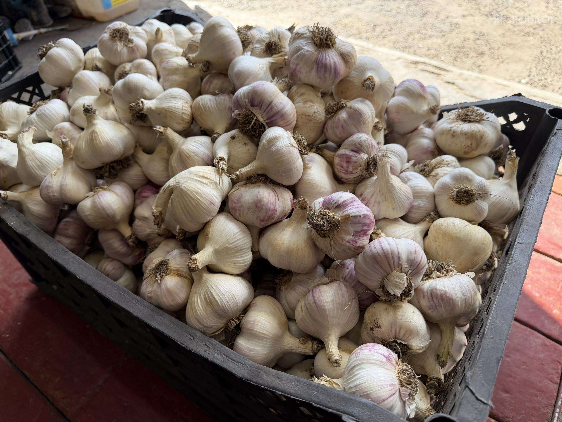 Parduodami česnakai Liubaša 400kg
