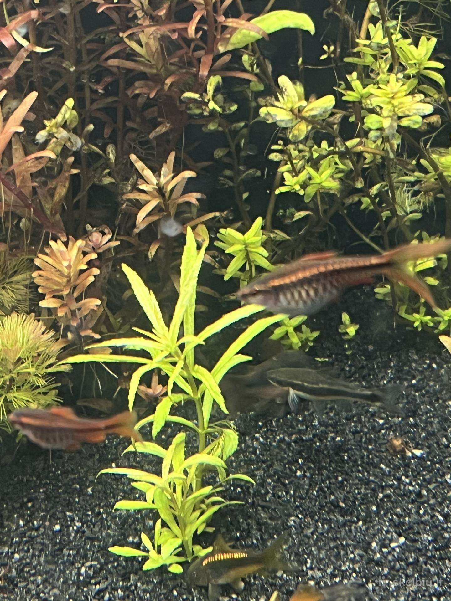 Parduodu zuvytes
