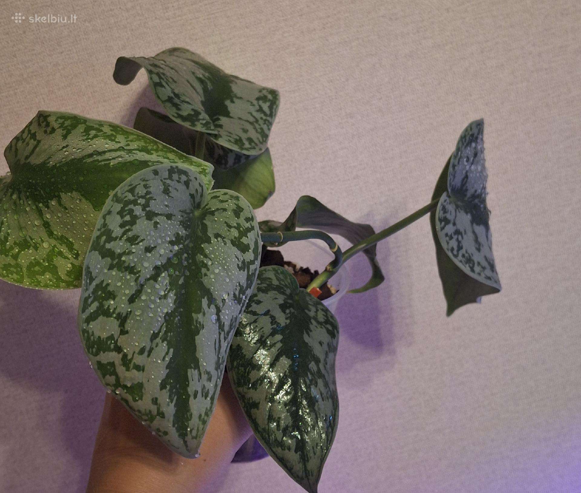 Scindapsus pictus trebie