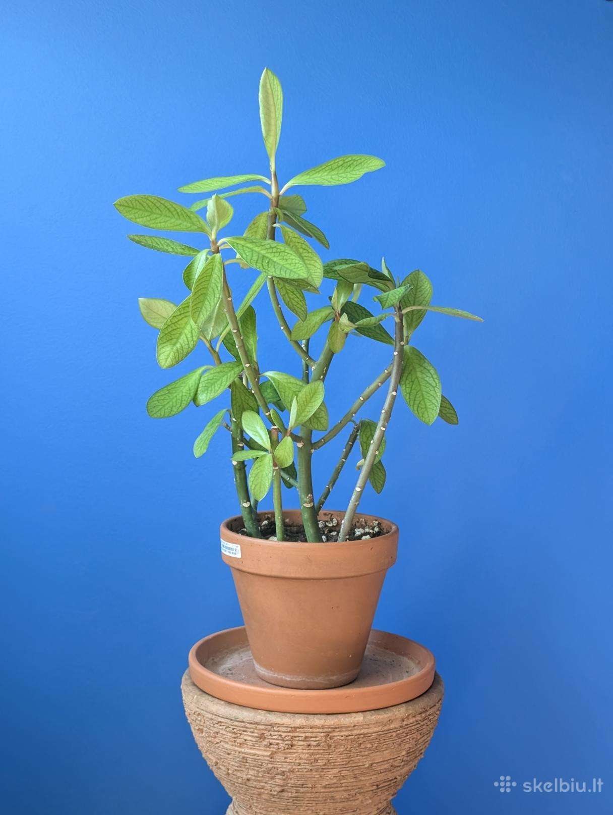 Sukulentas, kaip medis – Euphorbia grantii