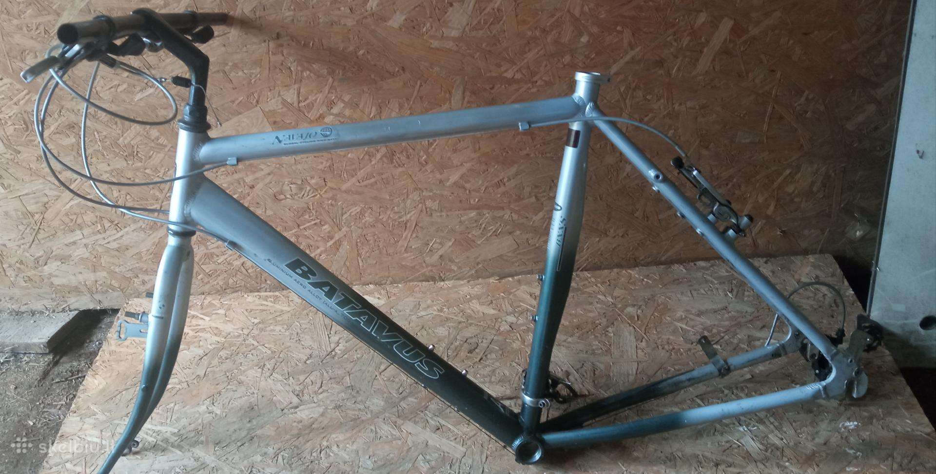 Remas batavus 56cm