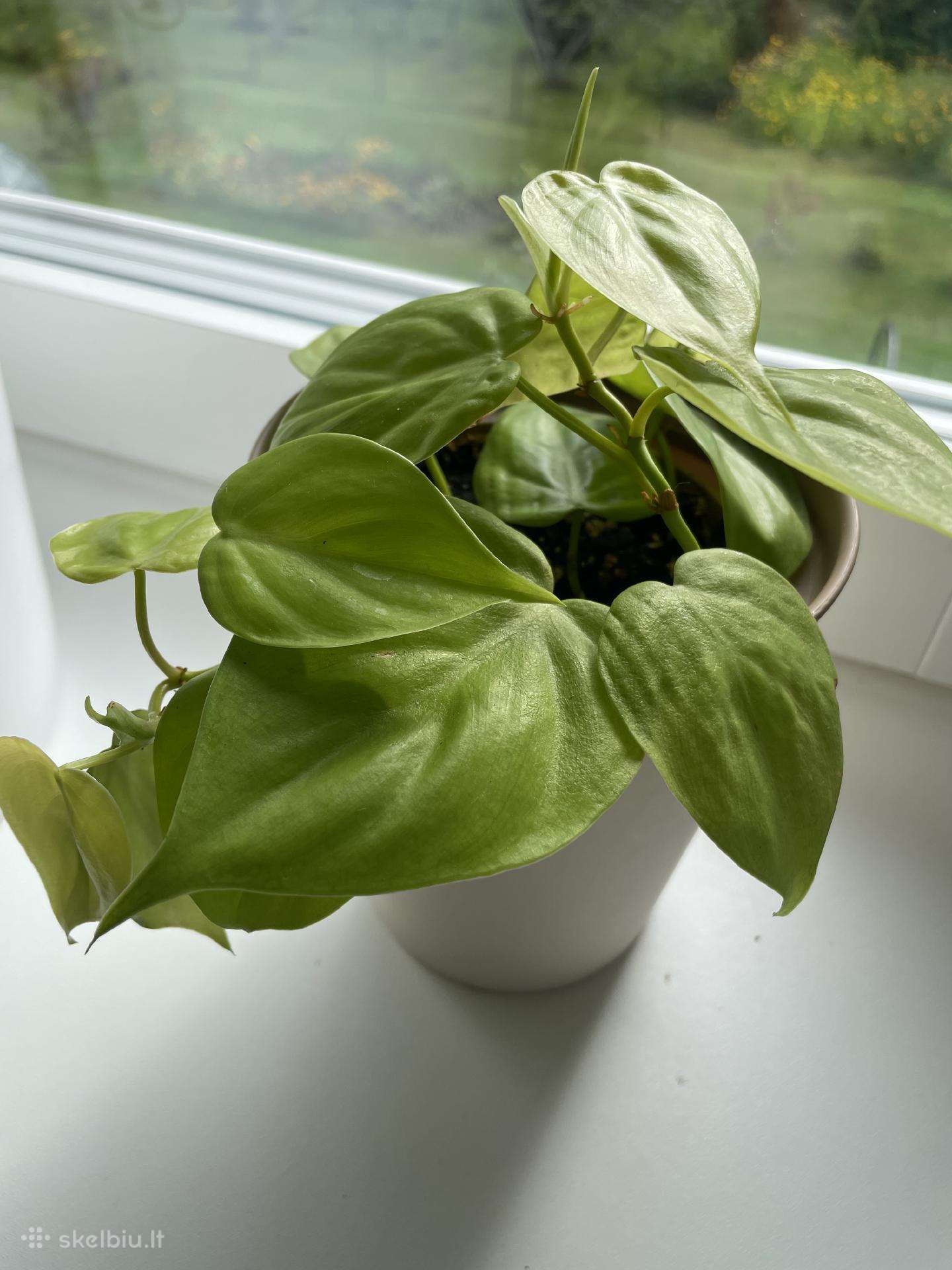 Philodendron Scandens 'Lemon Lime'
