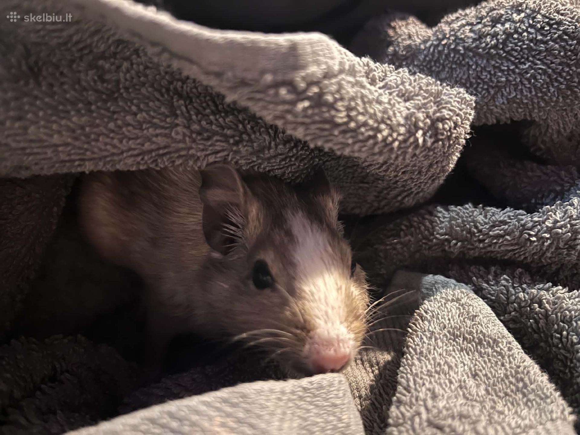Atiduodu Degu peliuka