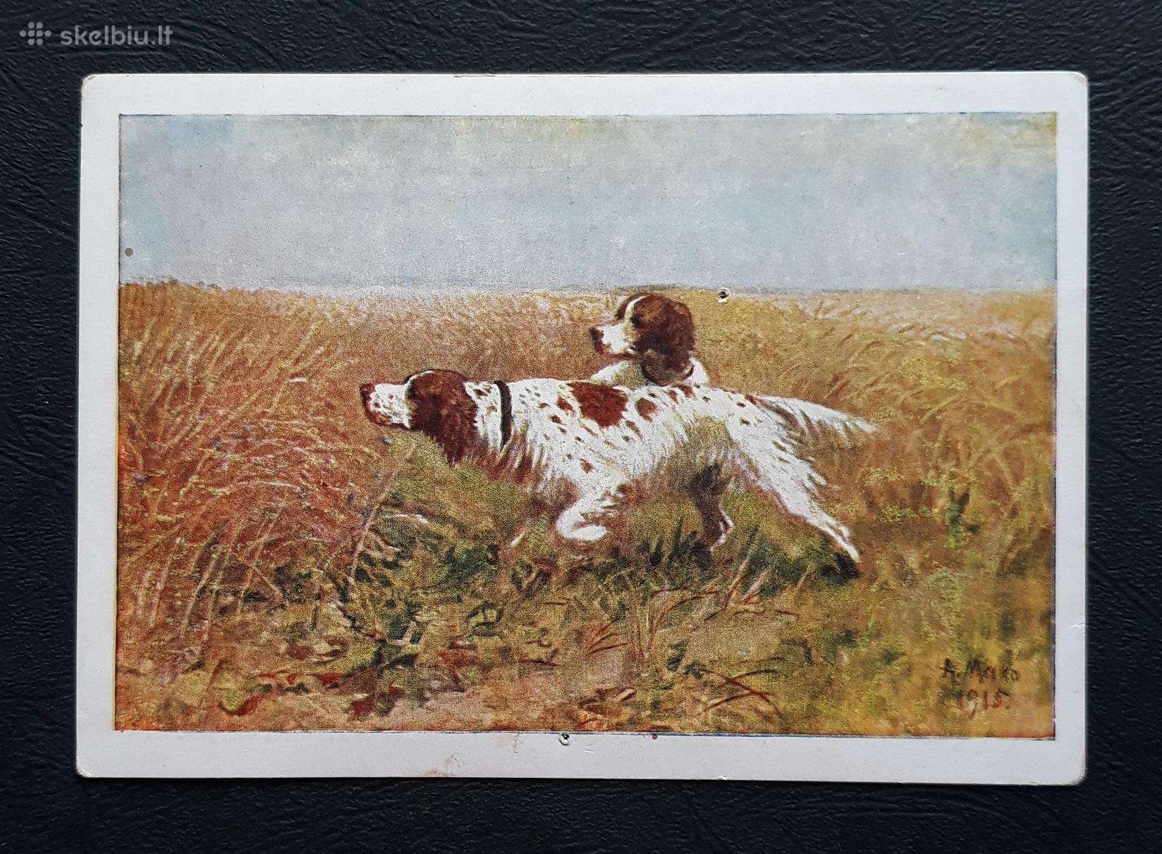 Wildlife 1930-ji 030 Medžioklė švari