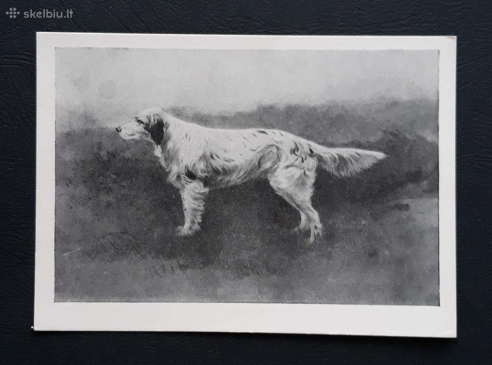 Wildlife 1958 194-1 Medžioklė švari