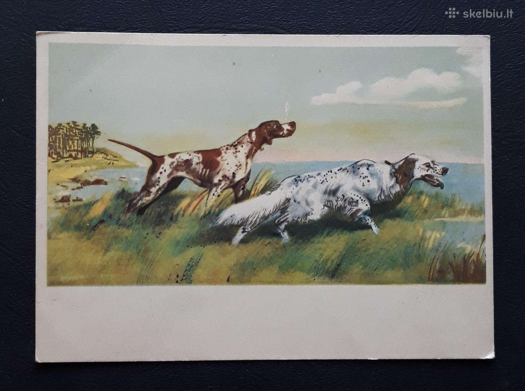 Wildlife 1959 185 Medžioklė švari