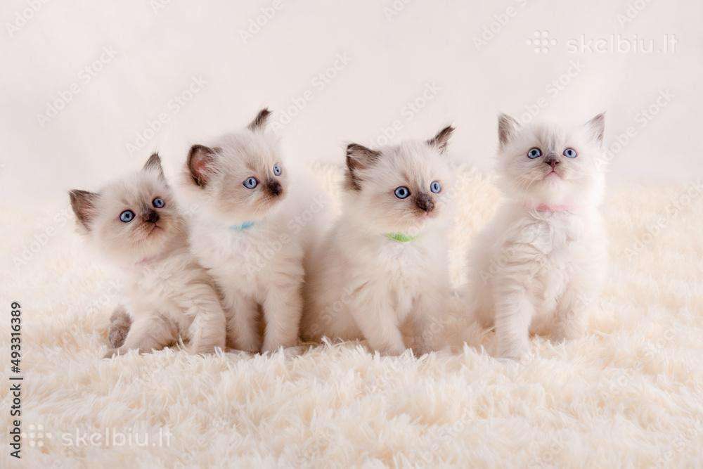Ragdoll katinėliai