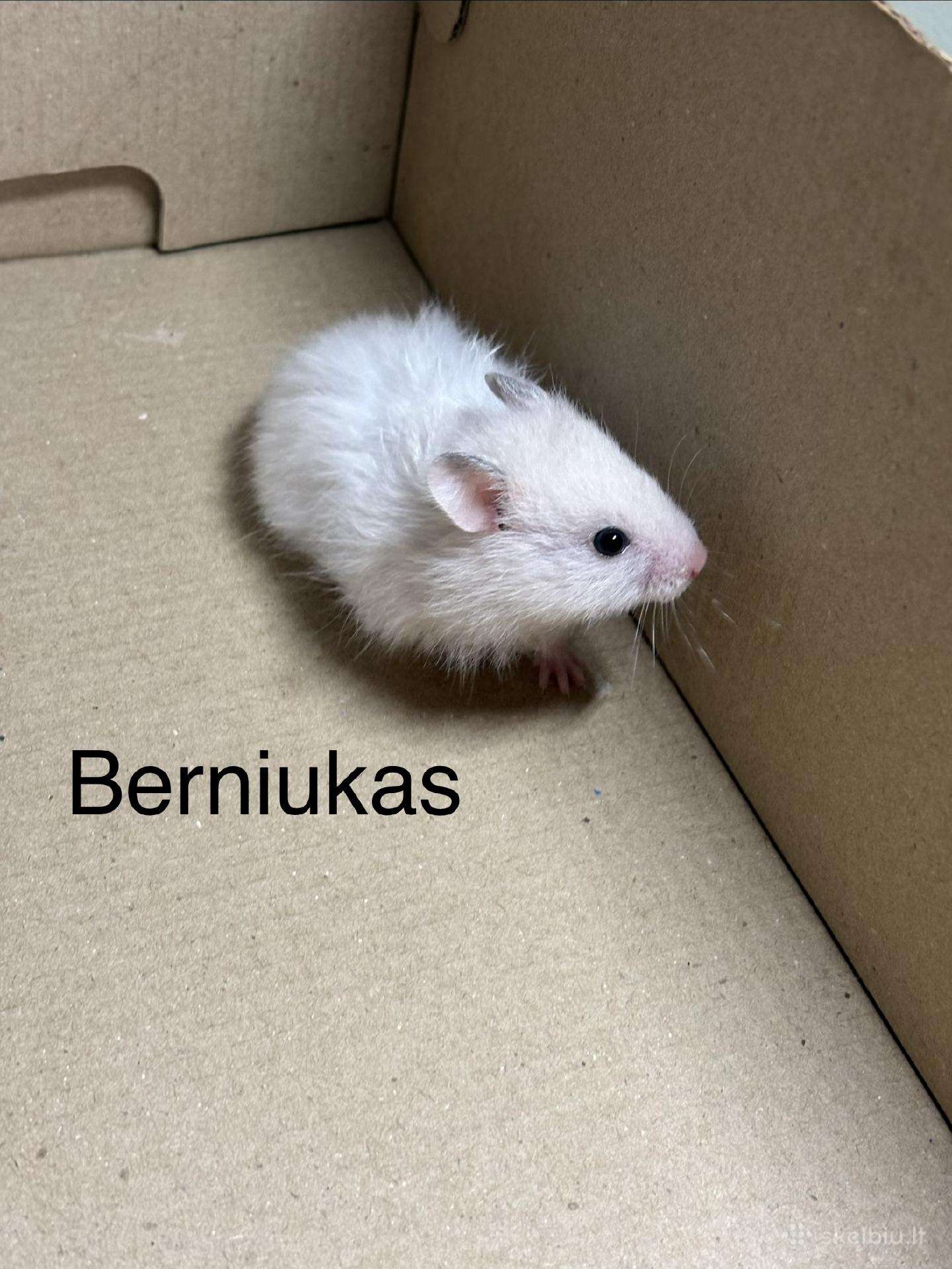 Sirijos žiurkėnai