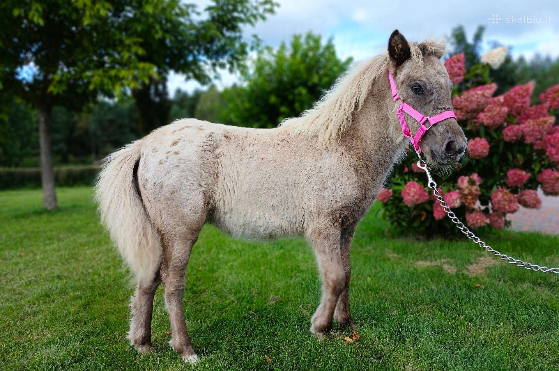 2026 m. sezono poni kumelaitė Konfeti Karma
