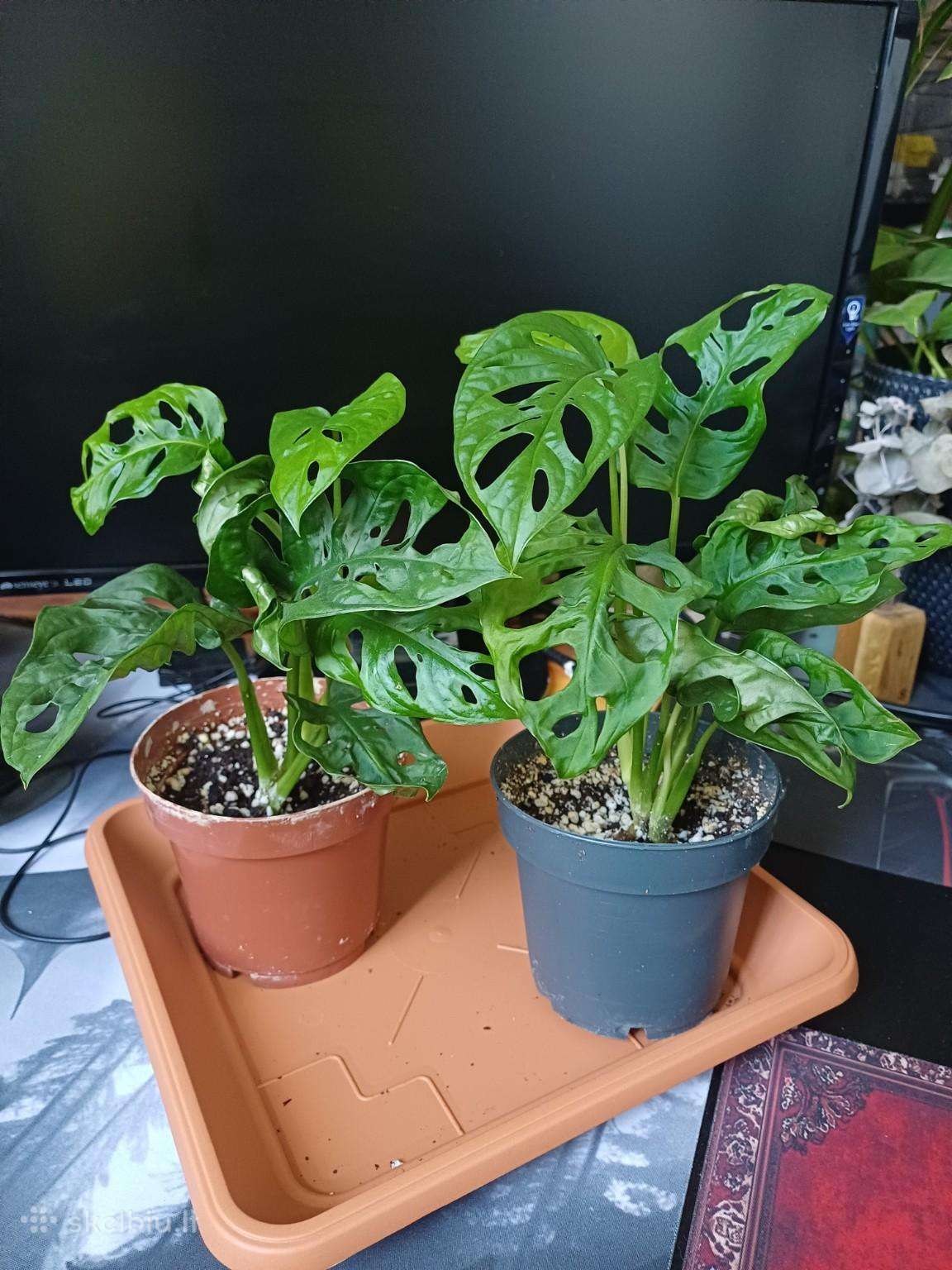 Monstera adansonii / Monkey Mask augalas