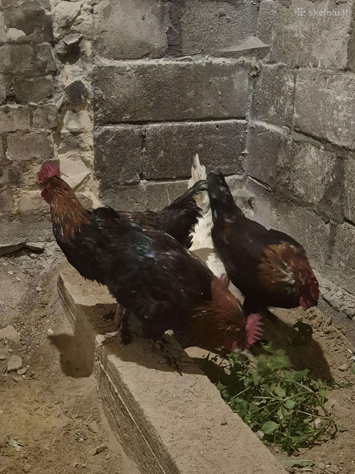 Maranu veisles gaidziai 6menesiu