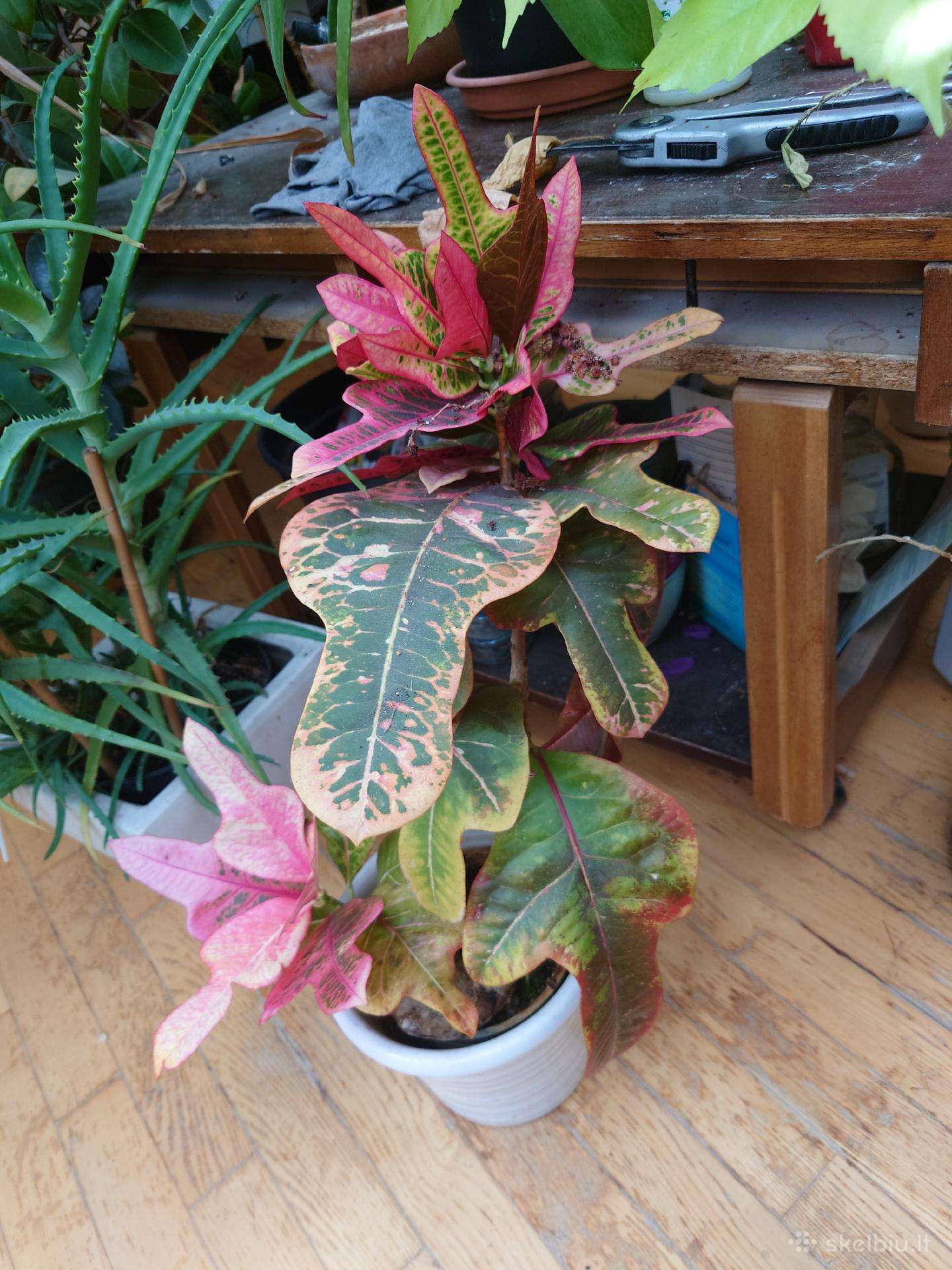 Krotonai Variegatum, Gold Dust krotonas