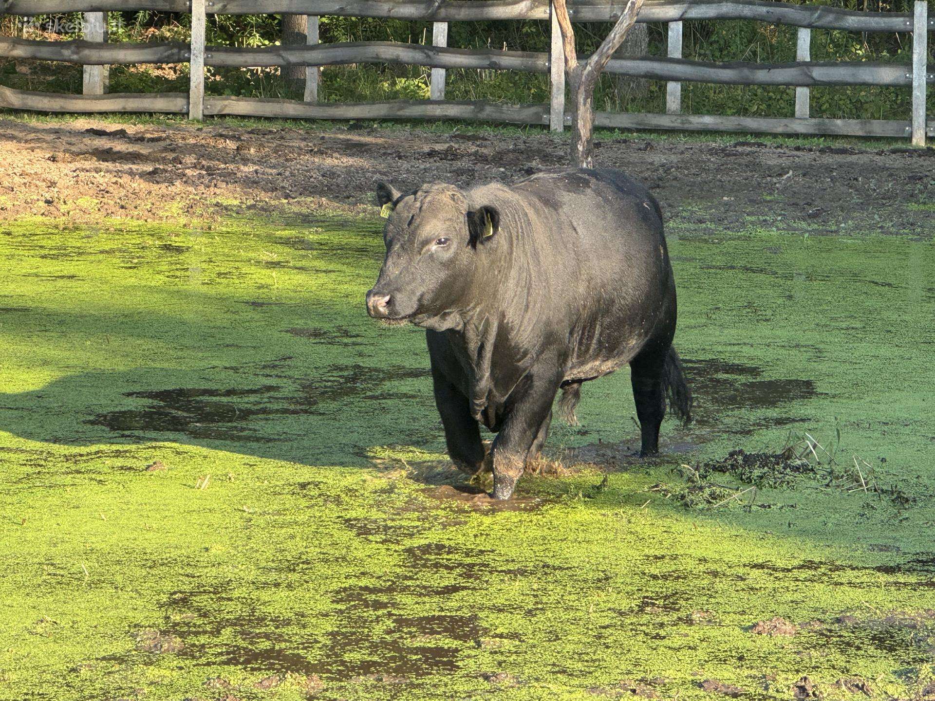 Parduodamas Angus veislės bulius