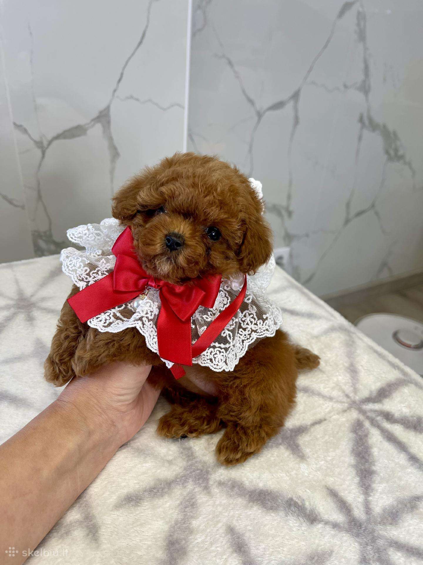 Asian teacup mergaite