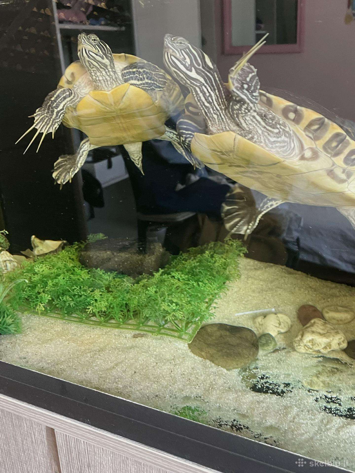 Parduodami 2 vandens vėžliai su akvariumu