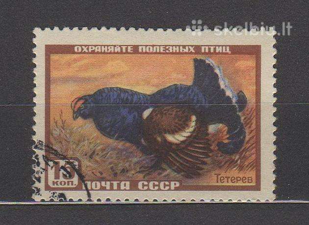 CcCCCP 1957 1924 antsp Wildlife Fauna