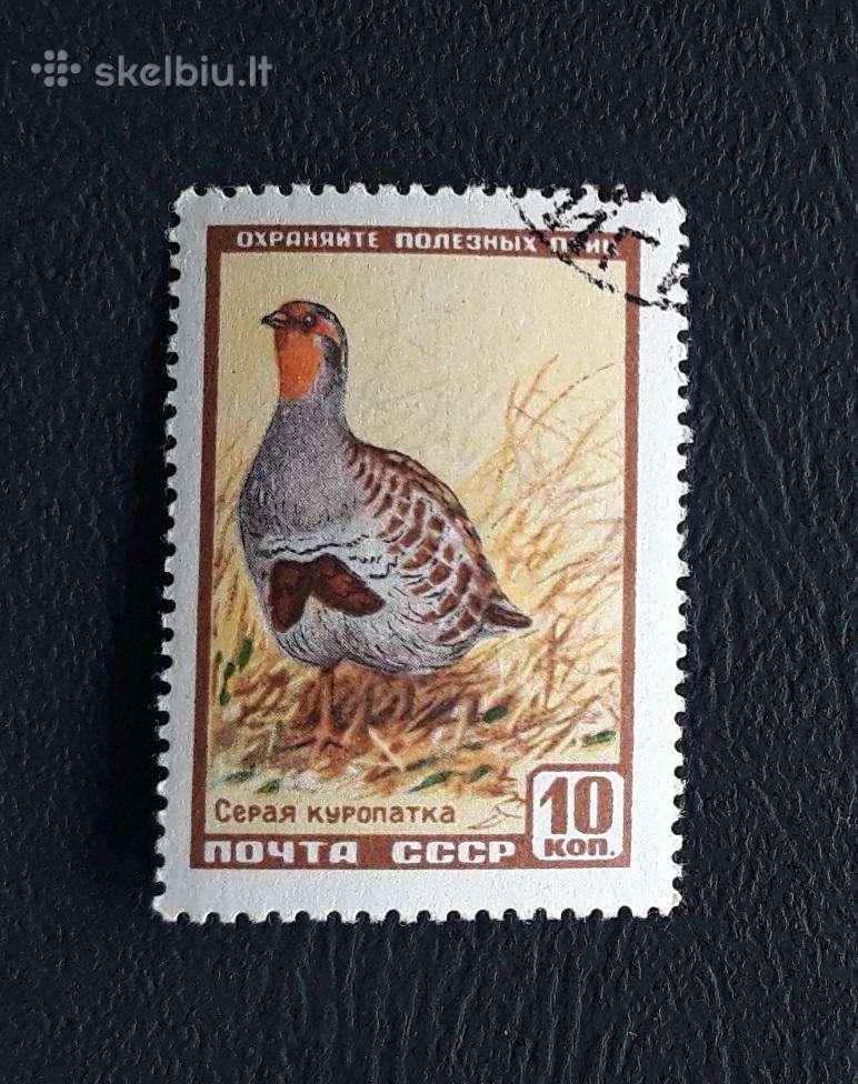 CcCCCP 1957 2027 antsp Wildlife Fauna