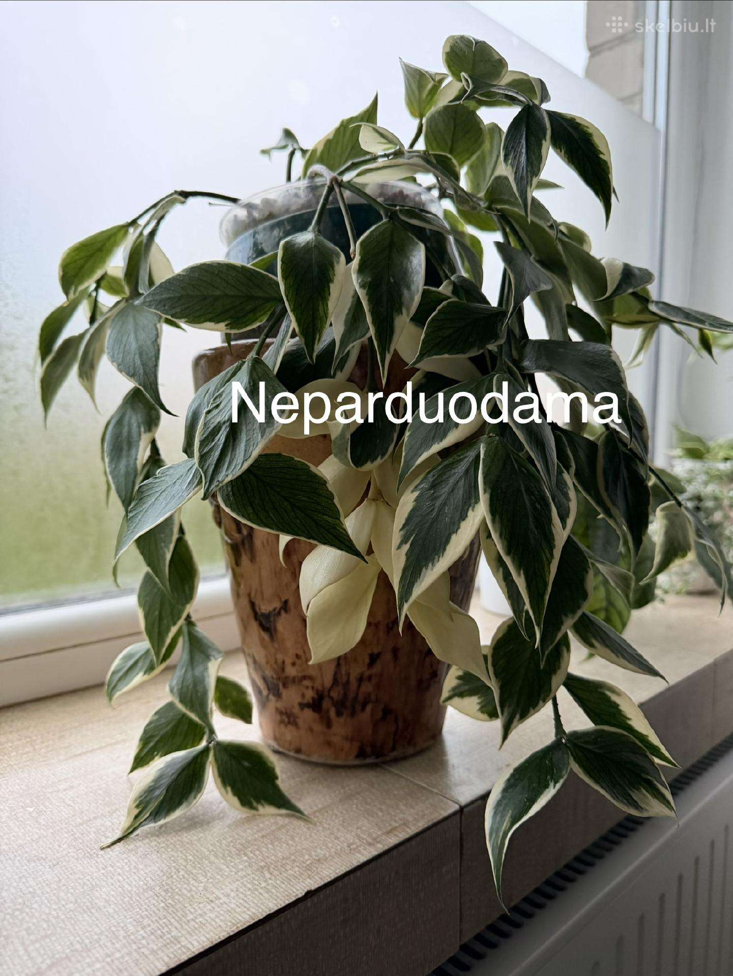 Parduodu hoyas