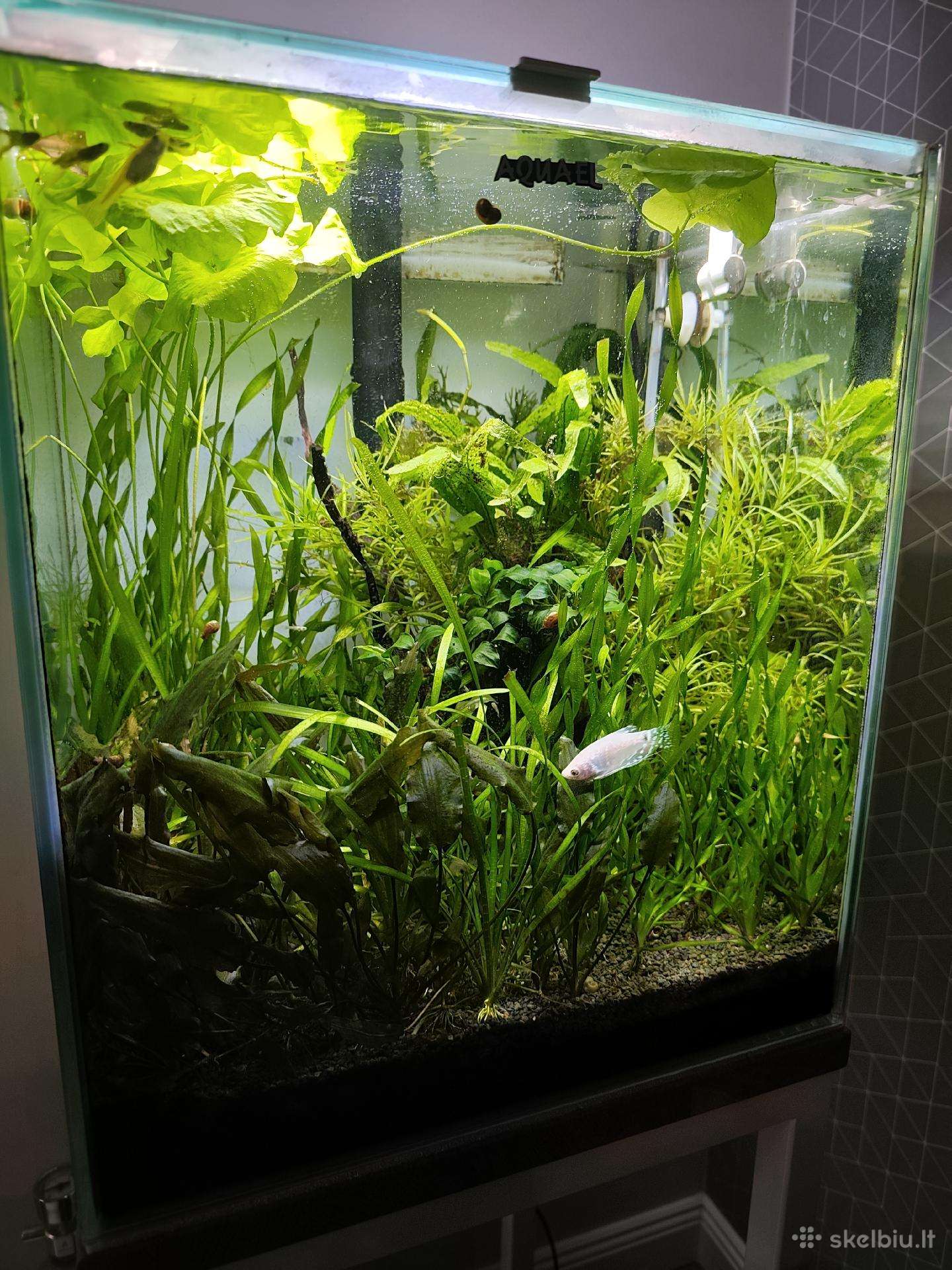 Aquael Shrimp Set Duo D&n 49l