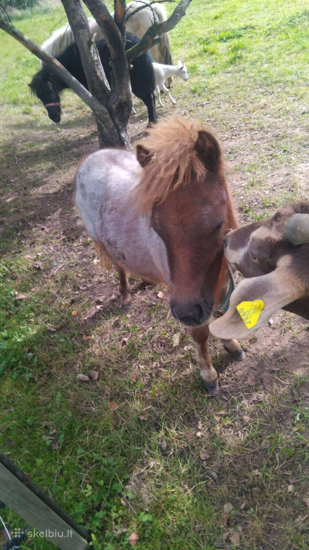 Parduodu poni kumele ir kumelaite