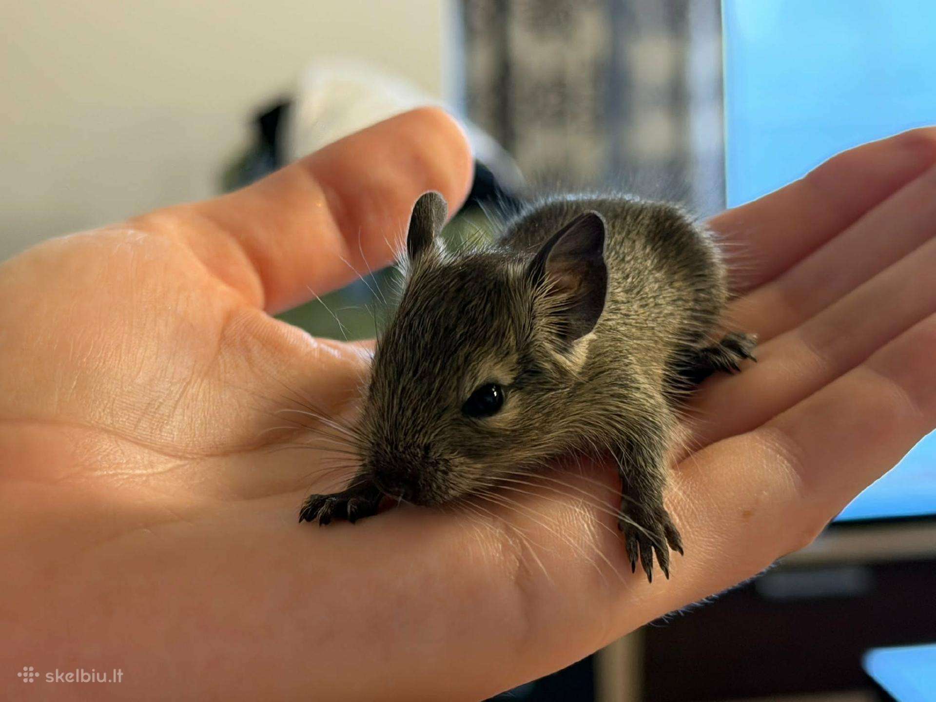 Atiduodama degu mažytė mergaitė (už mėn)