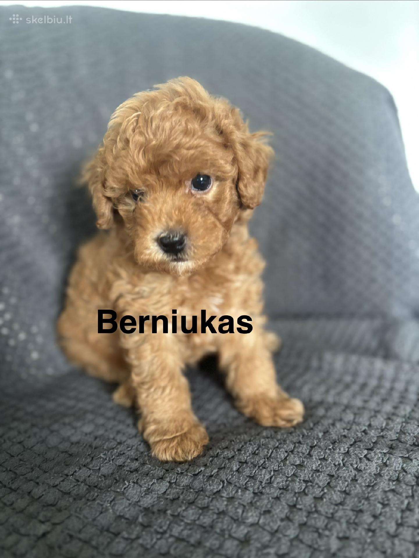 Parduodami Nykštukiniai pudeliai