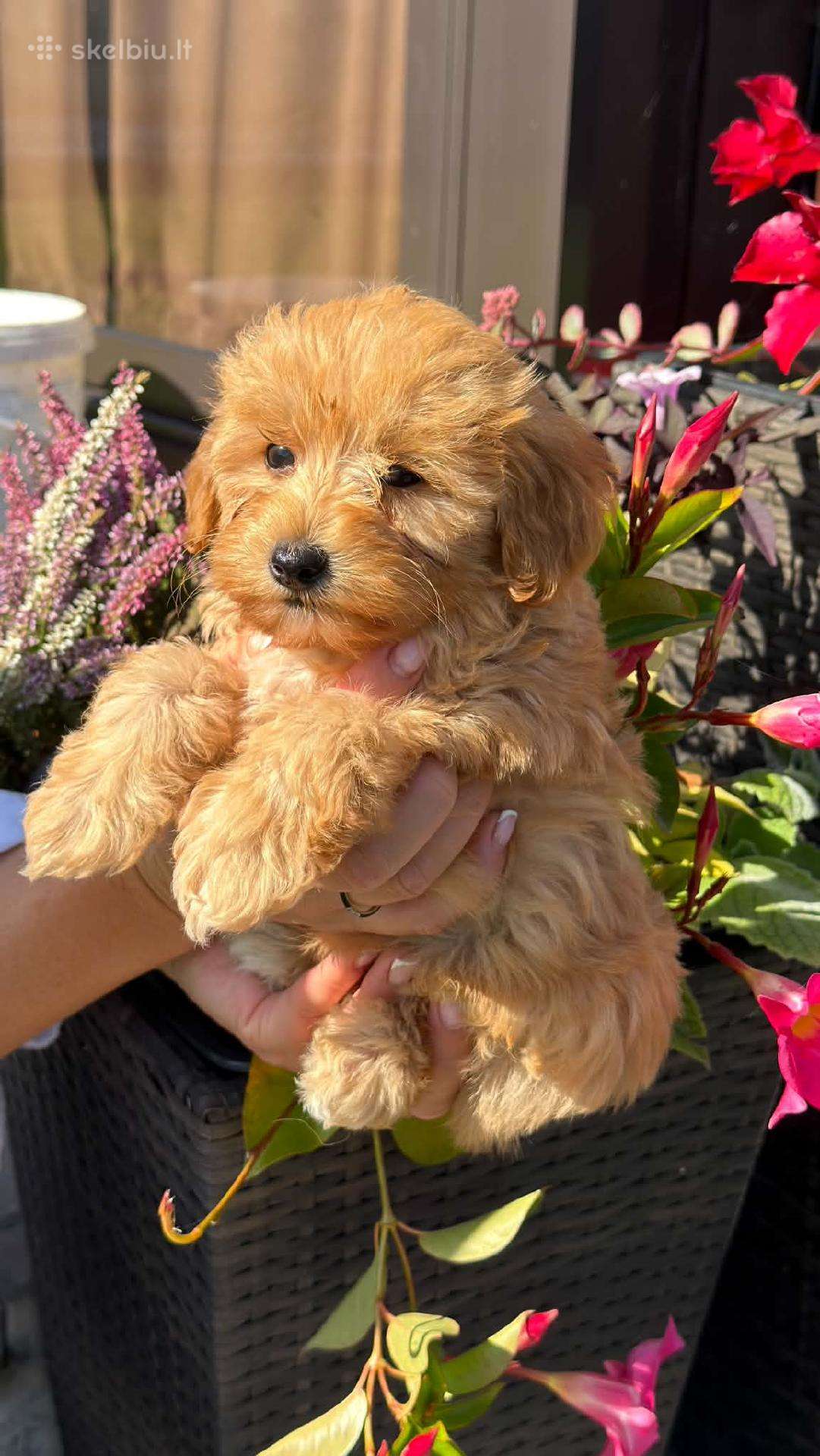 Maltipoo trys berniukai ir dvi mergaites