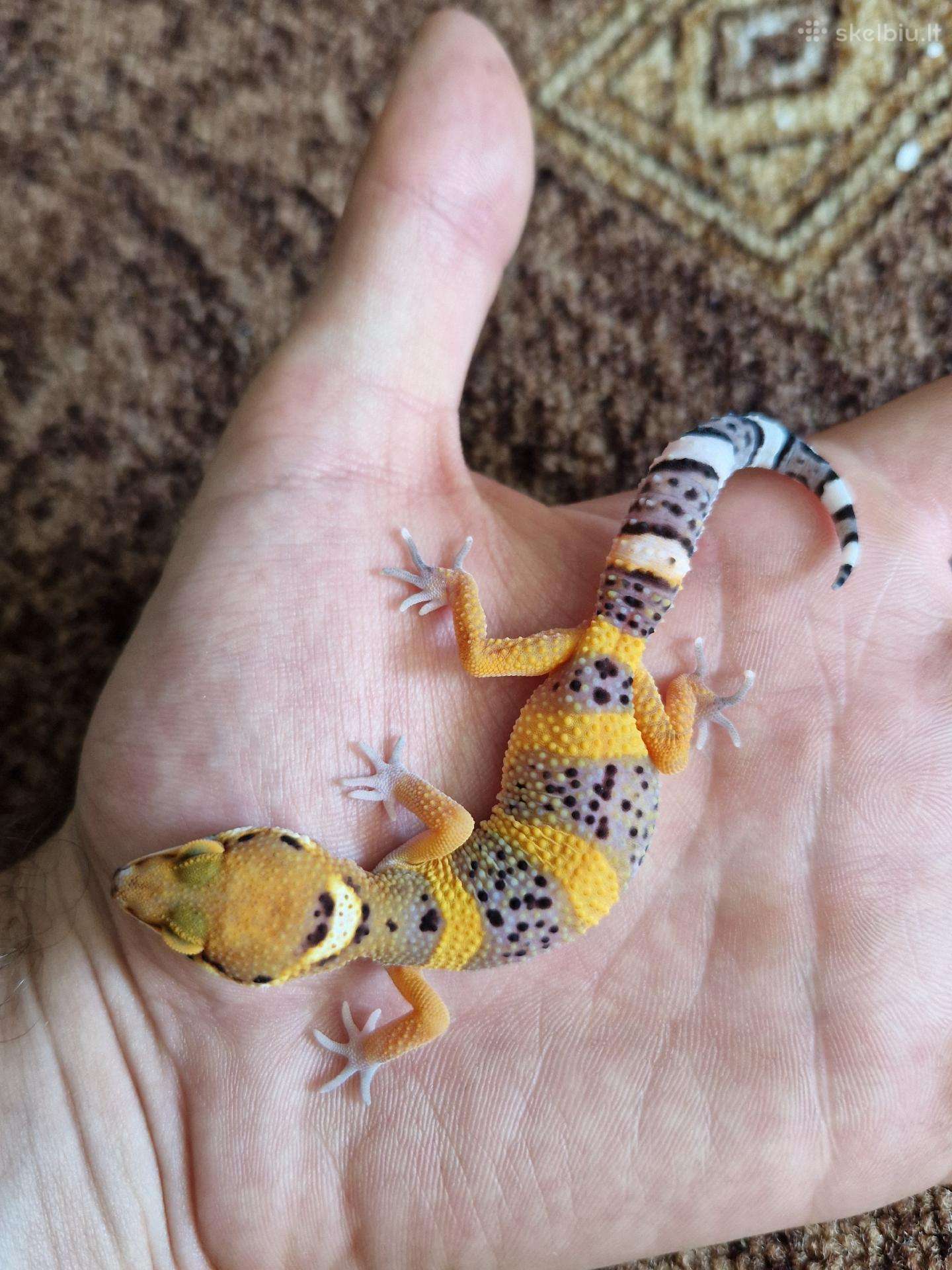 Leopardiniai gekonai