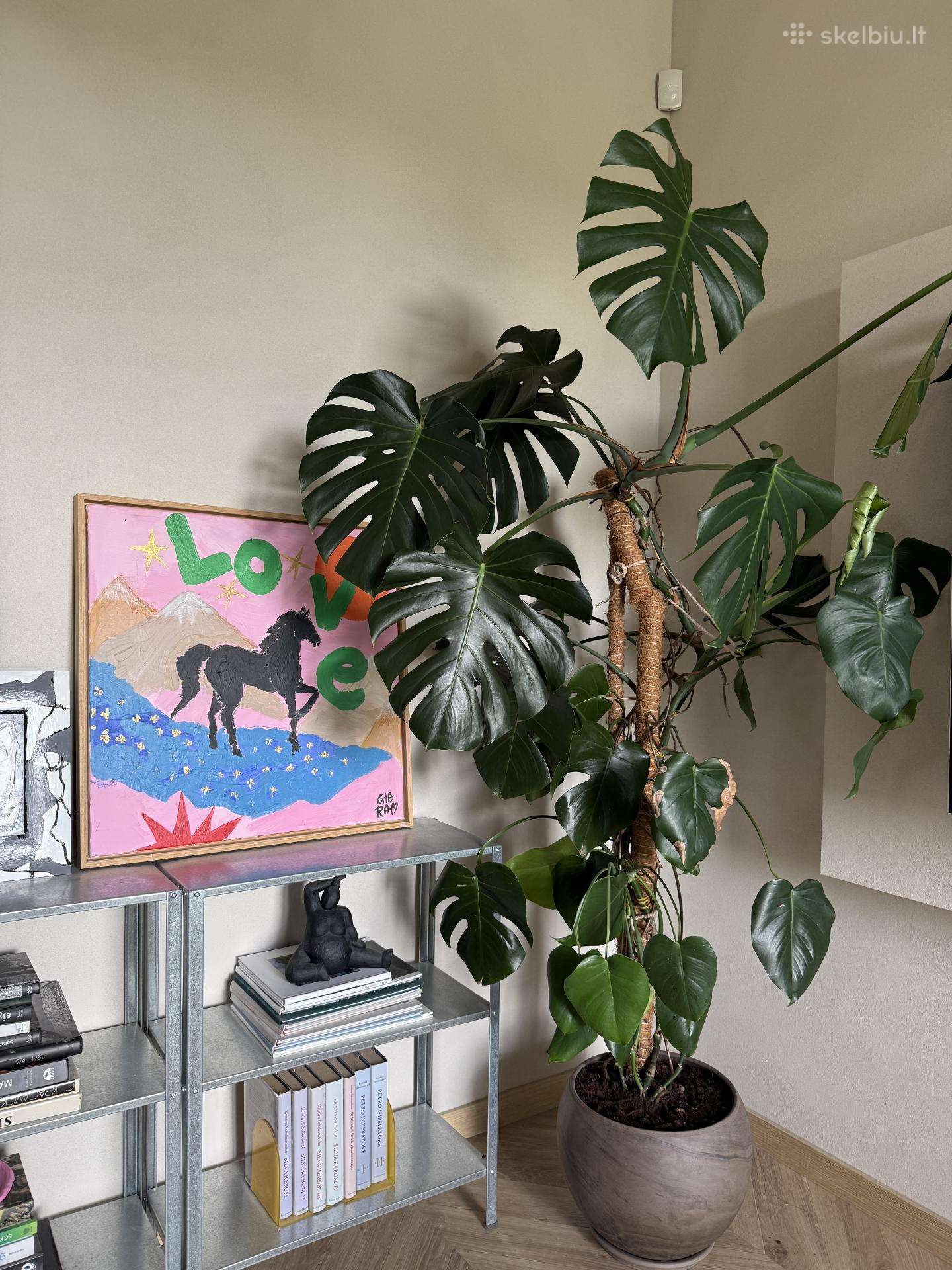 Monstera 2metrai