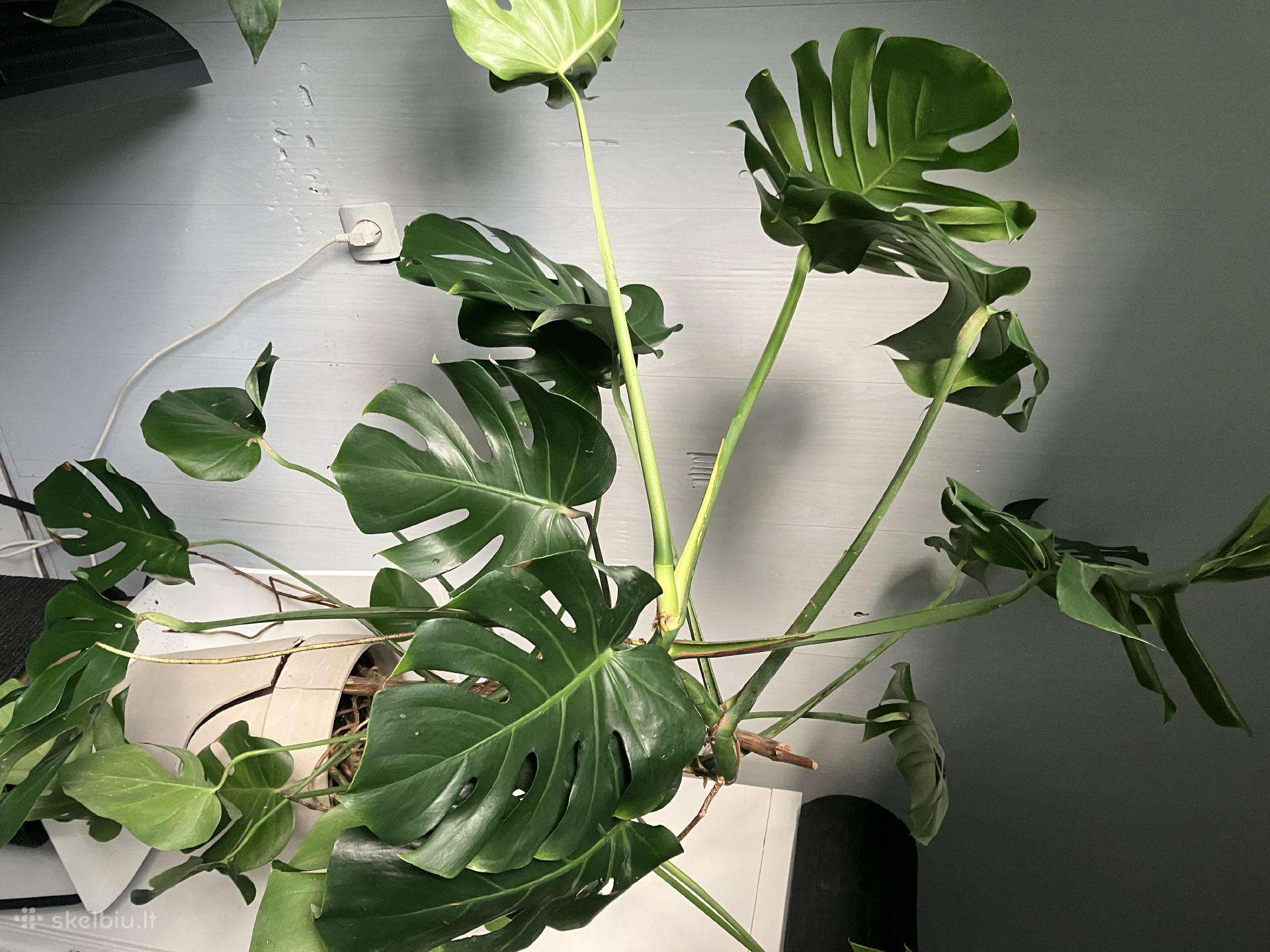 Dovanojama monstera